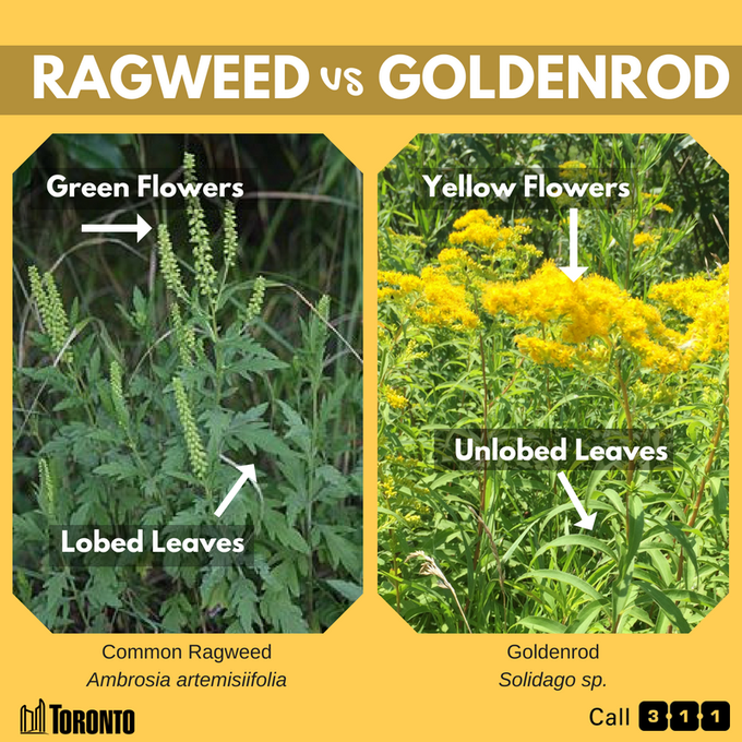 Side-by-side comparison of ragweed and goldenrod plants, highlighting green flowers and lobed leaves on ragweed versus yellow flowers and unlobed leaves on goldenrod.