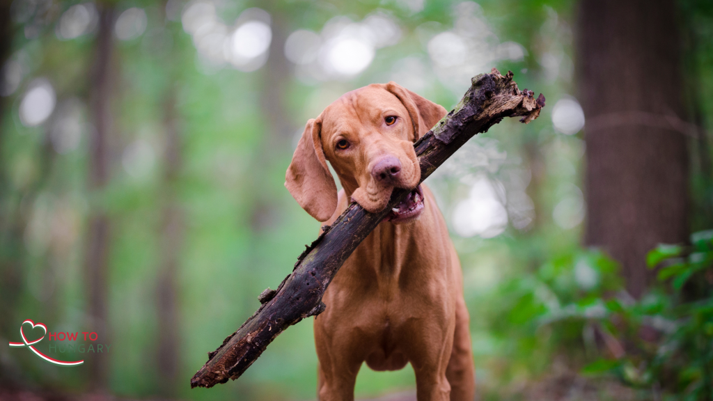 Hungarian Vizsla carrying a large stick in the forest, showing that life in Hungary 2025 is very dog friendly.