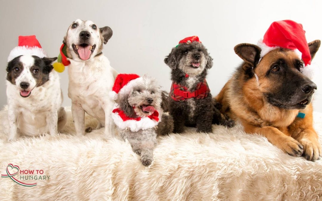 Dog Adoption in Budapest:  Mikulás Day Event at Szimpla Kert